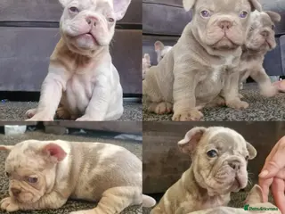French Bulldog dogs Stunning dwkc merle french bulldogs - Advert 3