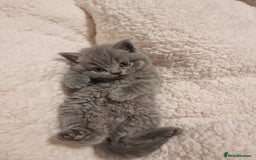 British Shorthair cats for sale: Beautiful kittens british shorthair  - Image 6