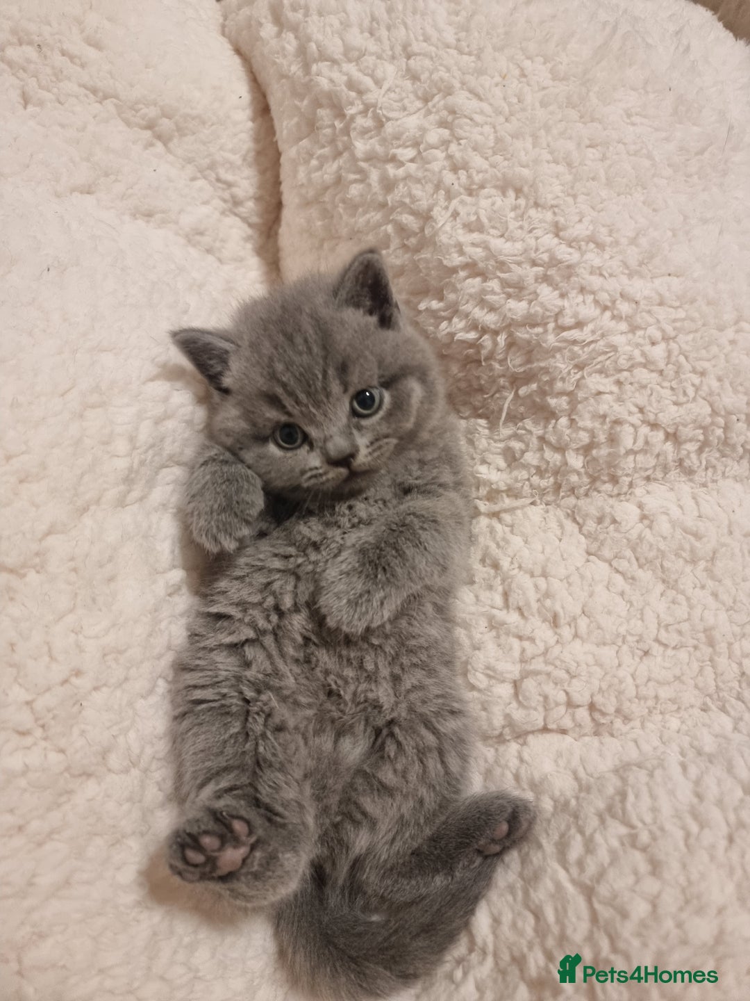 British Shorthair cats for sale: Beautiful kittens british shorthair  - Image 6