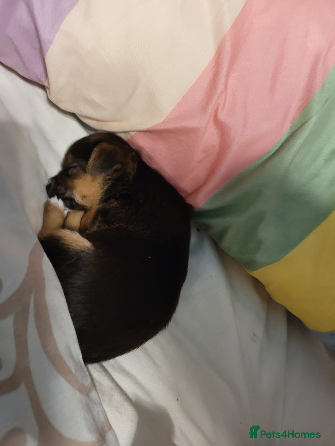 Mixed Breed dogs for sale: 3 chorkie boys left for sale - Image 4