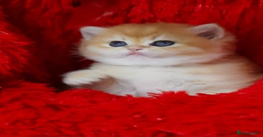 British Shorthair cats ✨Show quality Golden BSH babies ready December - Advert 14