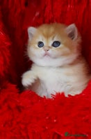British Shorthair cats ✨Show quality Golden BSH babies ready December - Advert 14