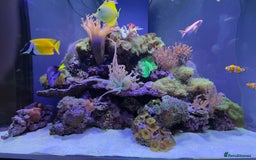 Other/Mixed Breed fish for sale:  600L Full Reef System With Fish & Corals - Image 9