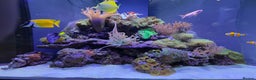 Other/Mixed Breed fish for sale:  600L Full Reef System With Fish & Corals - Advert 9