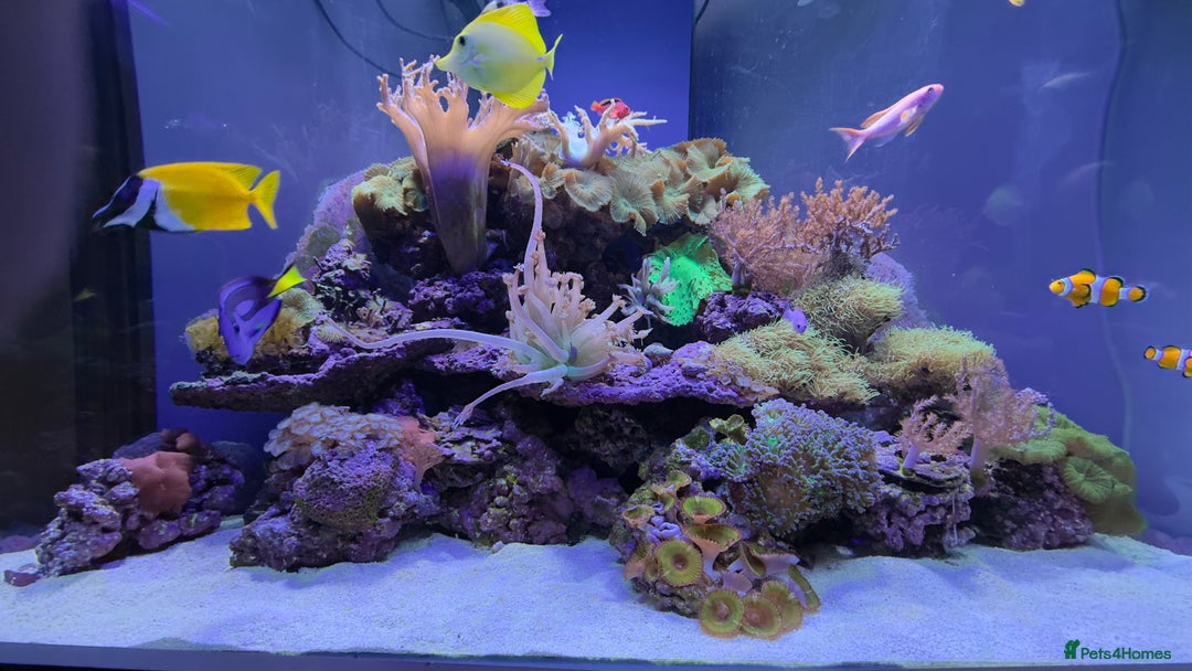 Other/Mixed Breed fish for sale:  600L Full Reef System With Fish & Corals - Image 9