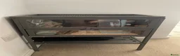 Hamster rodents for sale: George the hamster  - Advert 7