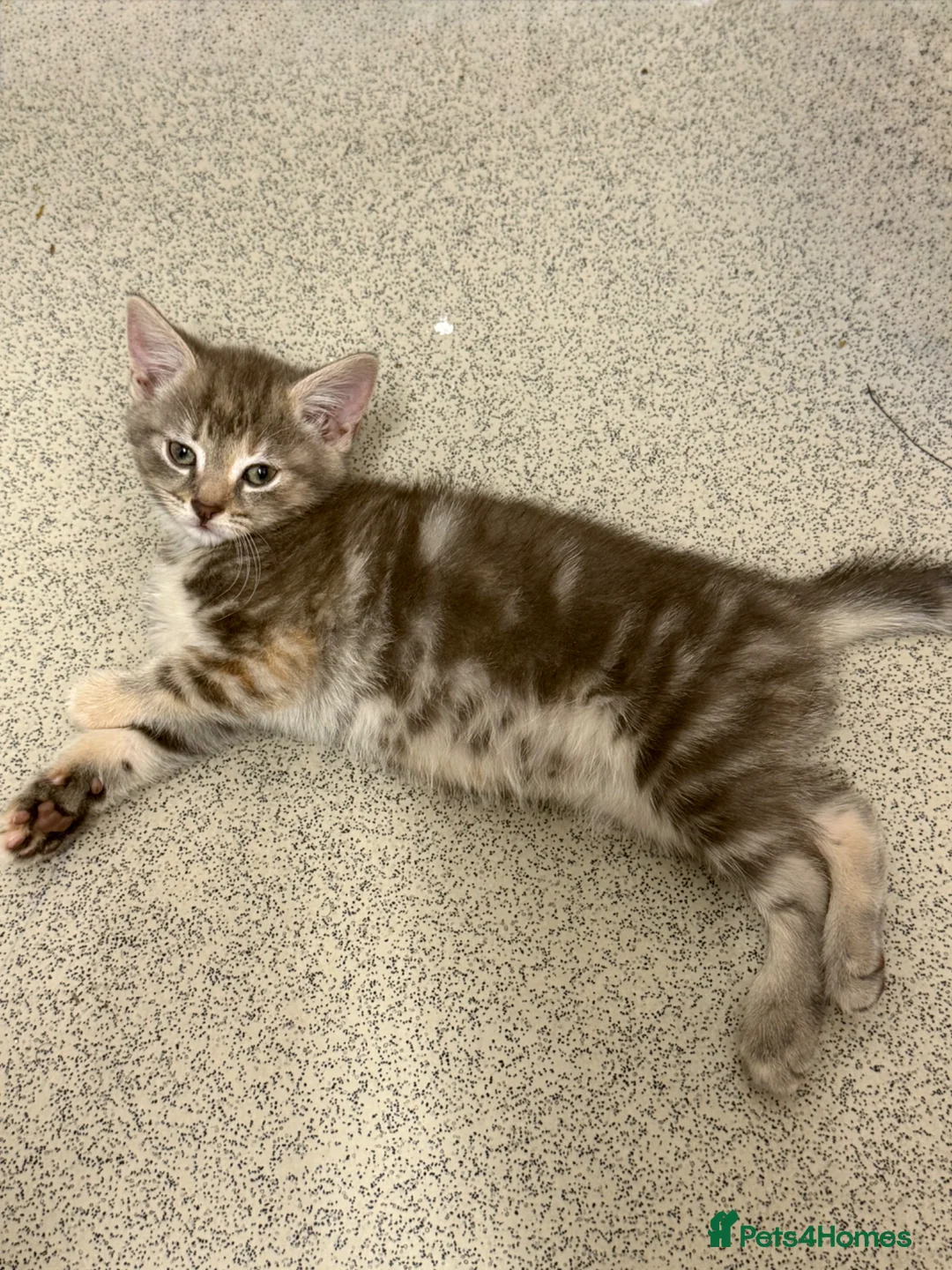 Mixed Breed cats for sale: Beautiful Grey Kittens  - Advert 1