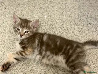 Mixed Breed cats Beautiful Grey Kittens - Advert 12