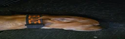 Mixed Breed dogs for sale: Blaze - Advert 9