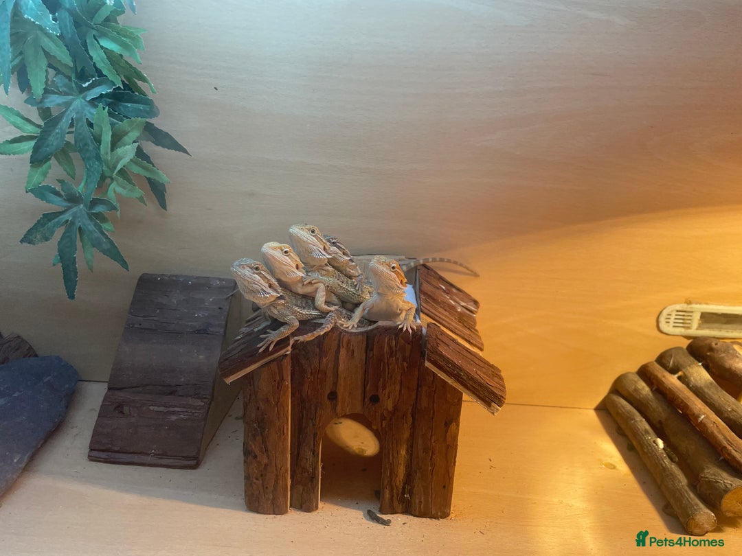 Bearded Dragon reptiles for sale: Hypo Baby Bearded Dragons - Image 8