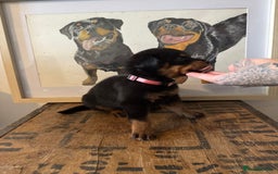 Rottweiler dogs for sale: LAST PUPS REMAINING. READY TO LEAVE  - Image 16