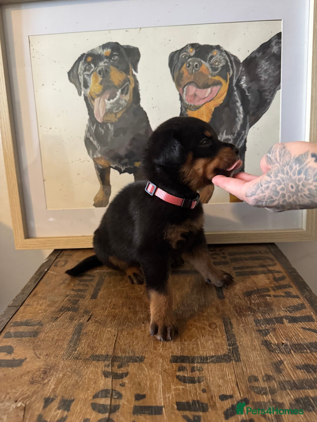 Rottweiler dogs for sale: LAST PUPS REMAINING. READY TO LEAVE  - Image 16