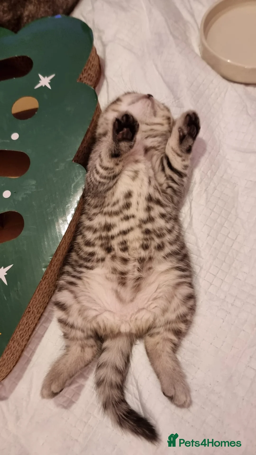 Brazilian Shorthair cats for sale: Sweet Tabby Kittens - Advert 2