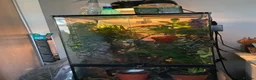 Chameleon reptiles for sale: Female Panther Chameleon - Advert 4
