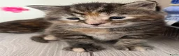 Maine Coon cats for sale: 5 Beautiful half Maine coon kittens  in Aldershot - Advert 37