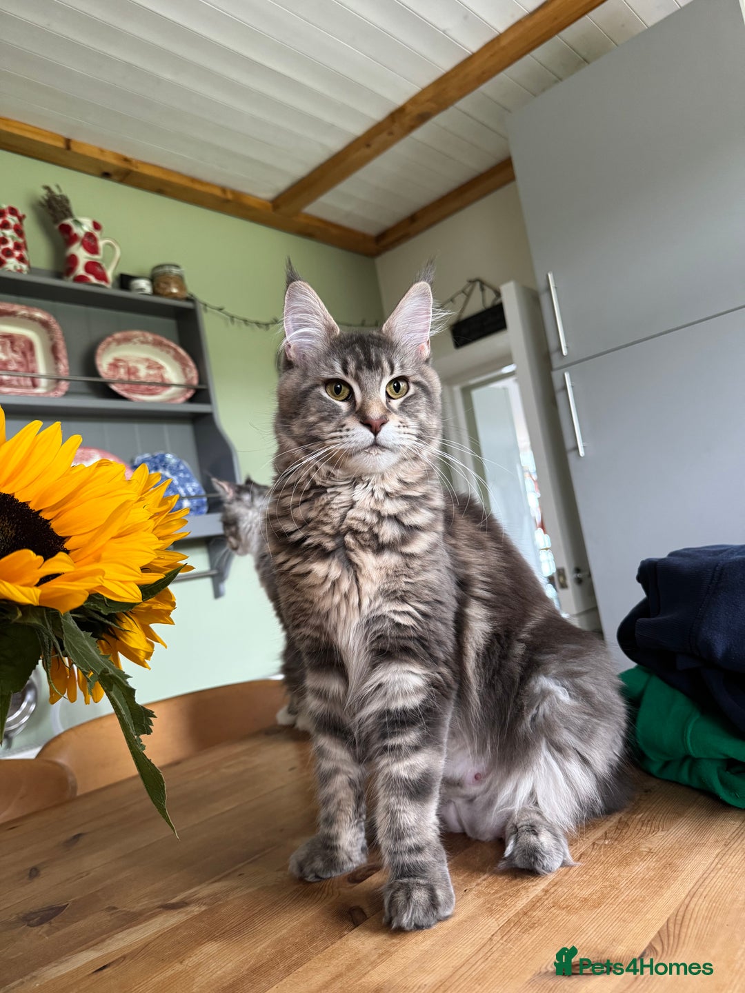 Maine Coon cats for sale: KING-SIZE MAINE COON CUBS HEALTH TESTED - Image 13