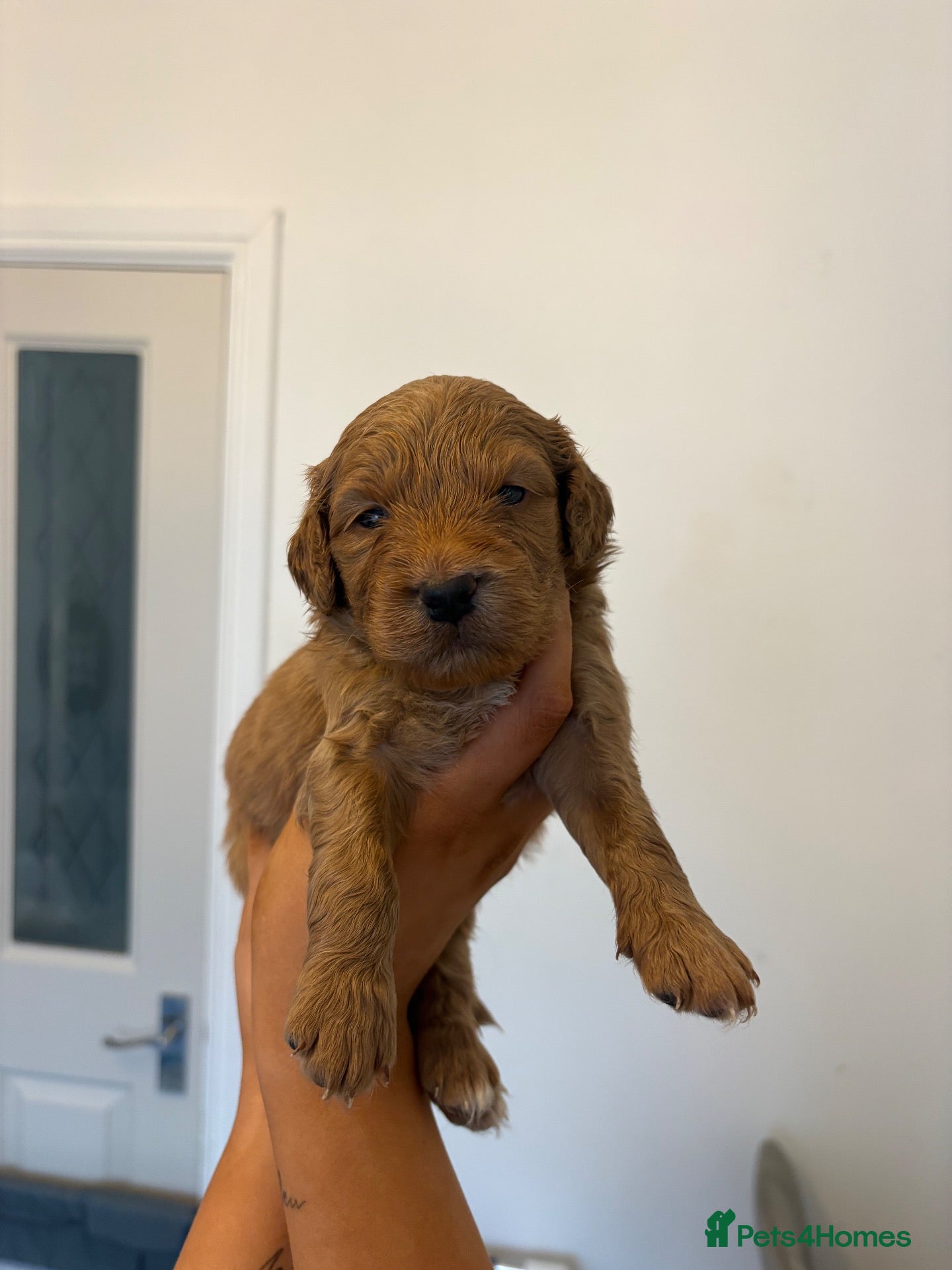 Mixed Breed dogs for sale: RED COCKAPOO X LABRADOODLE PUPS - Advert 11