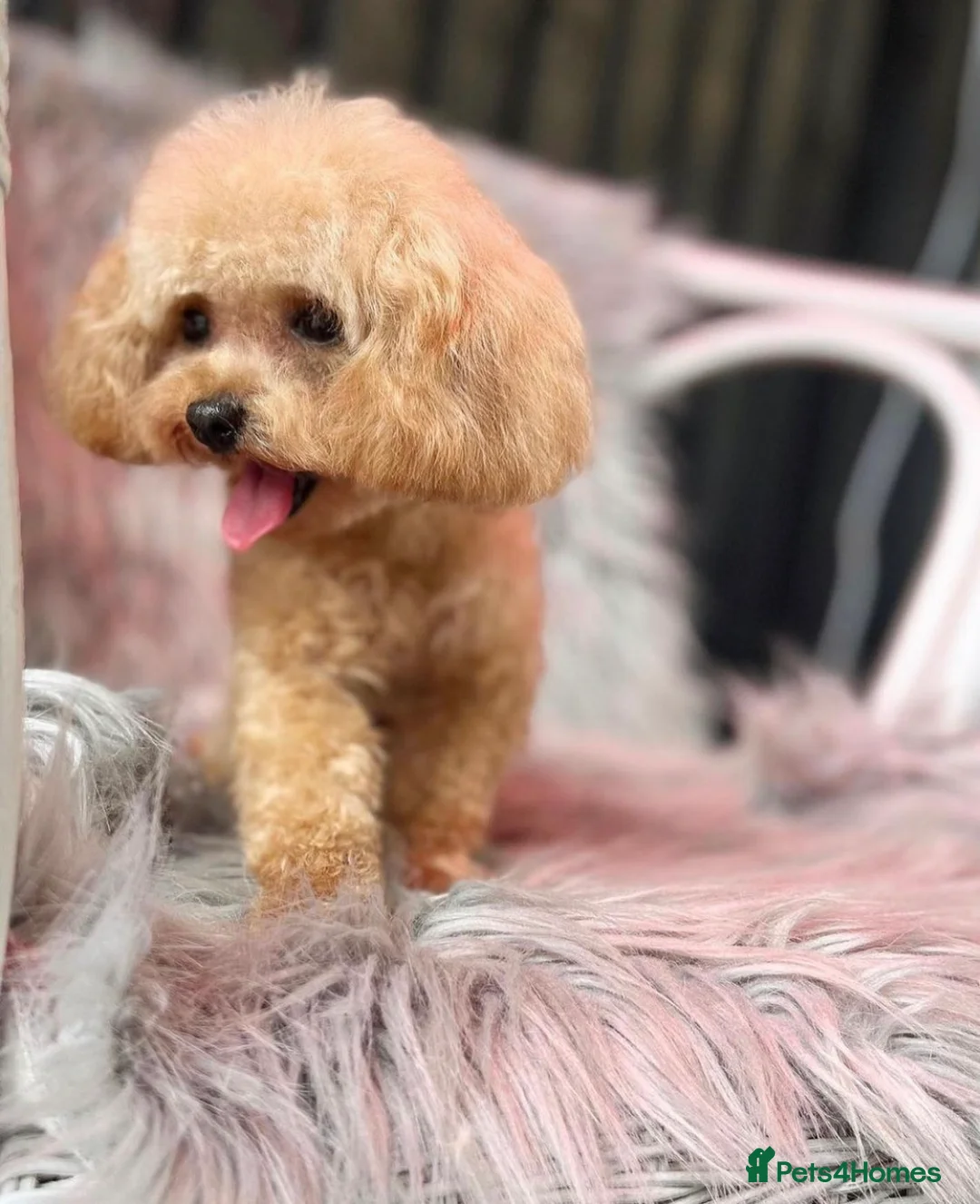 Toy Poodle dogs for stud:  **  Asian KC Toy Poodle for Stud DNA tested in Rickmansworth - Advert 5