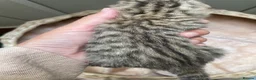 British Shorthair cats for sale: 🏆😍 Irresistible Golden Chinchilla’s Mini BSH🏆😍 in Birmingham - Advert 13