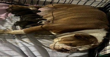 Olde English Bulldogge dogs - Advert 8