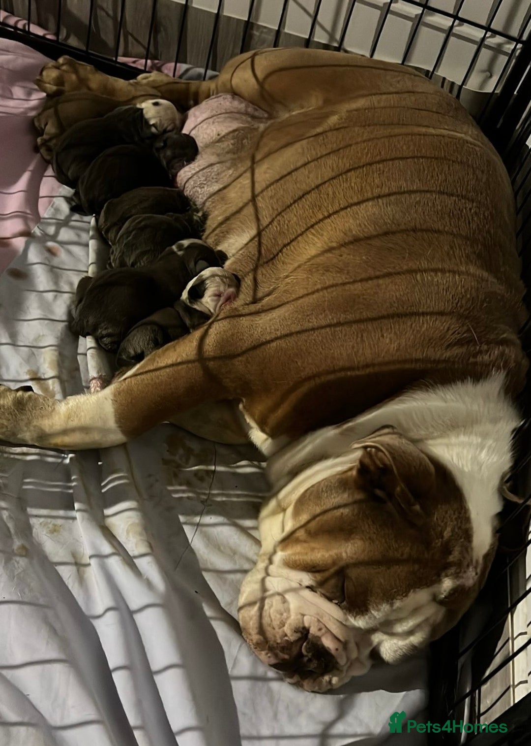 Olde English Bulldogge dogs for sale: Old English bulldog pups { READY TO LEAVE} - Image 16