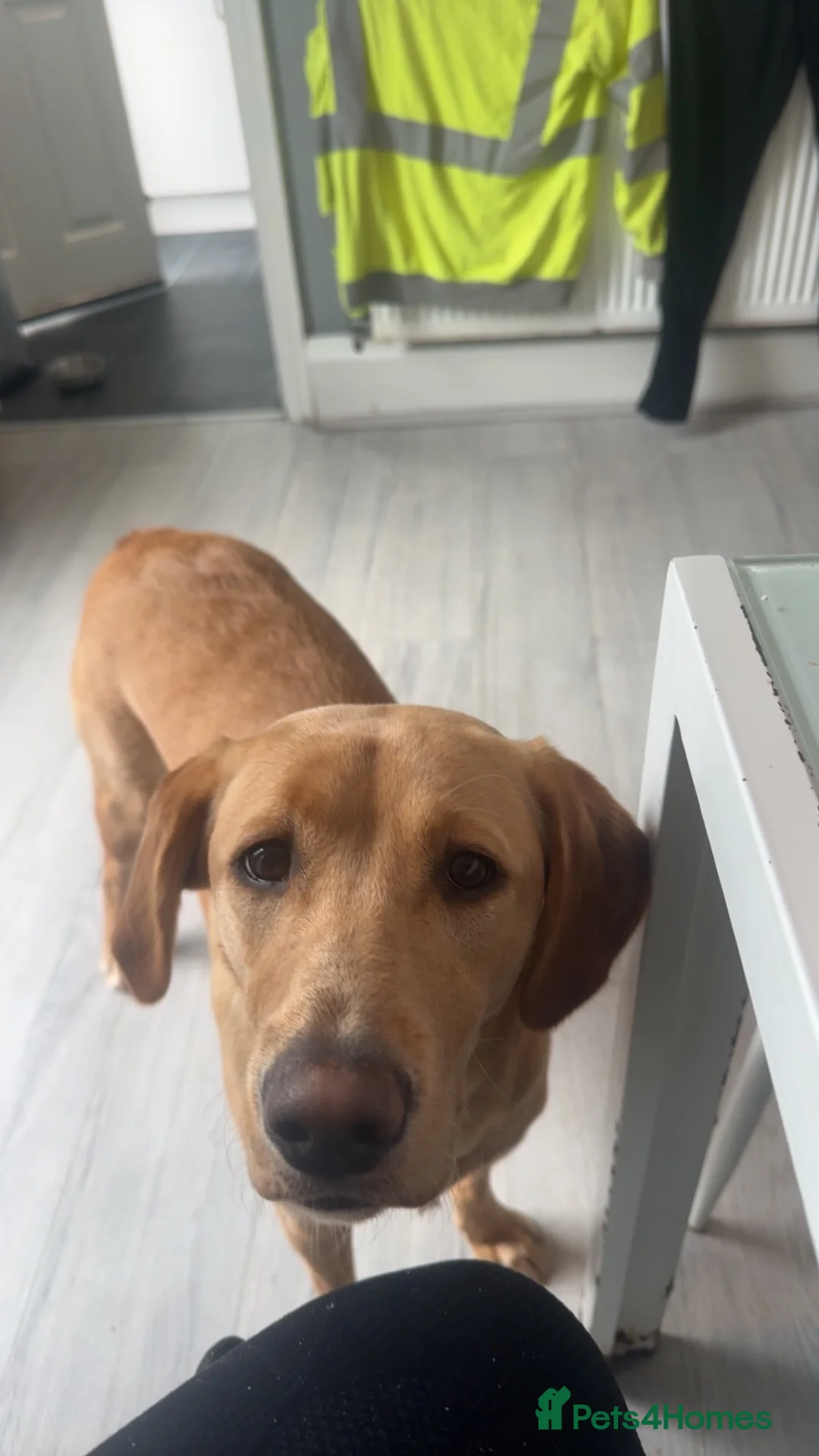 Labrador Retriever dogs for sale: KC registered Labrador retrievers  - Advert 2