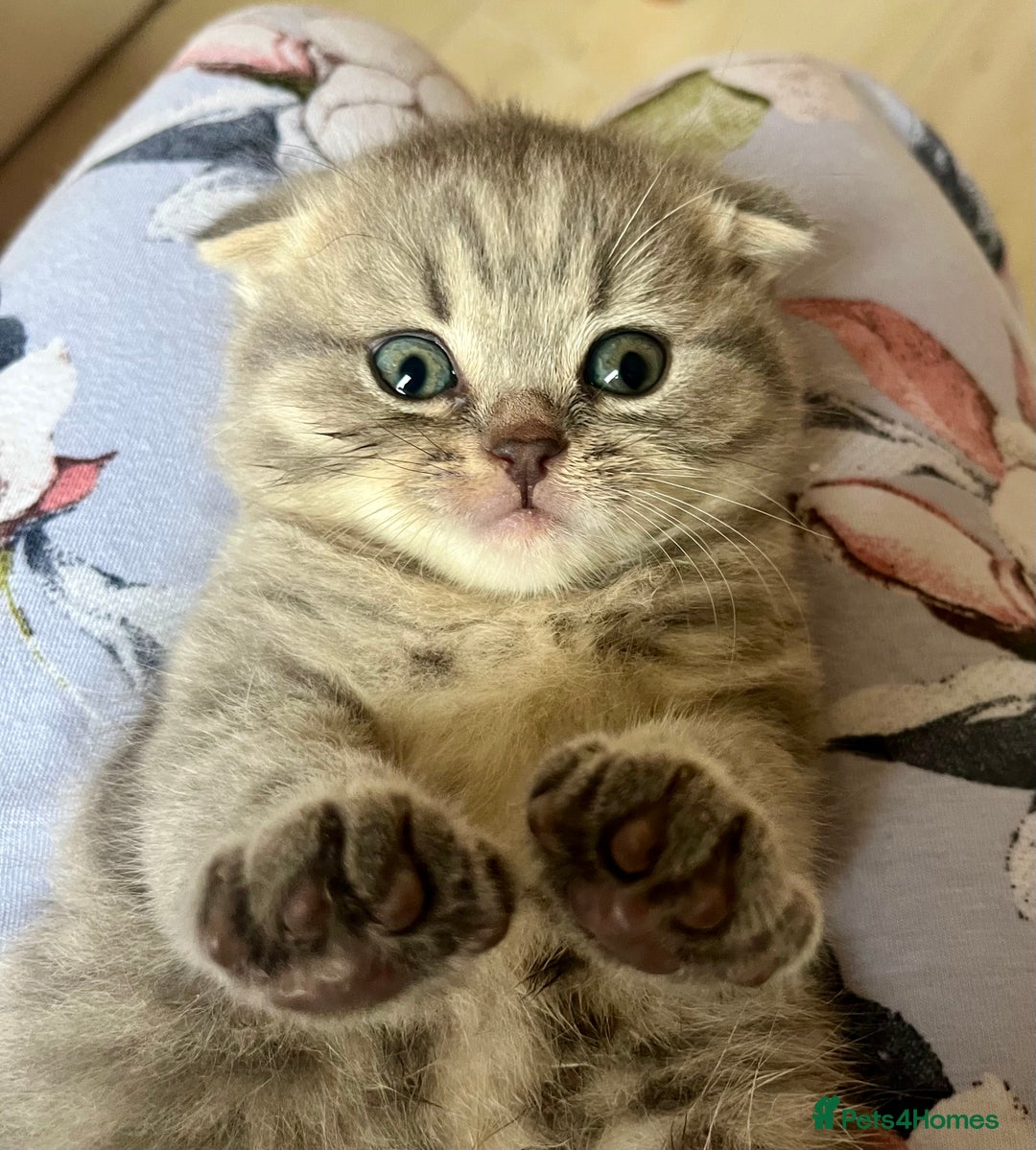 Scottish Fold cats for sale: Wonderful Scottish fold girl 💗🐾 - Image 14
