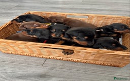 Dobermann dogs for sale: Doberman pups - Image 16