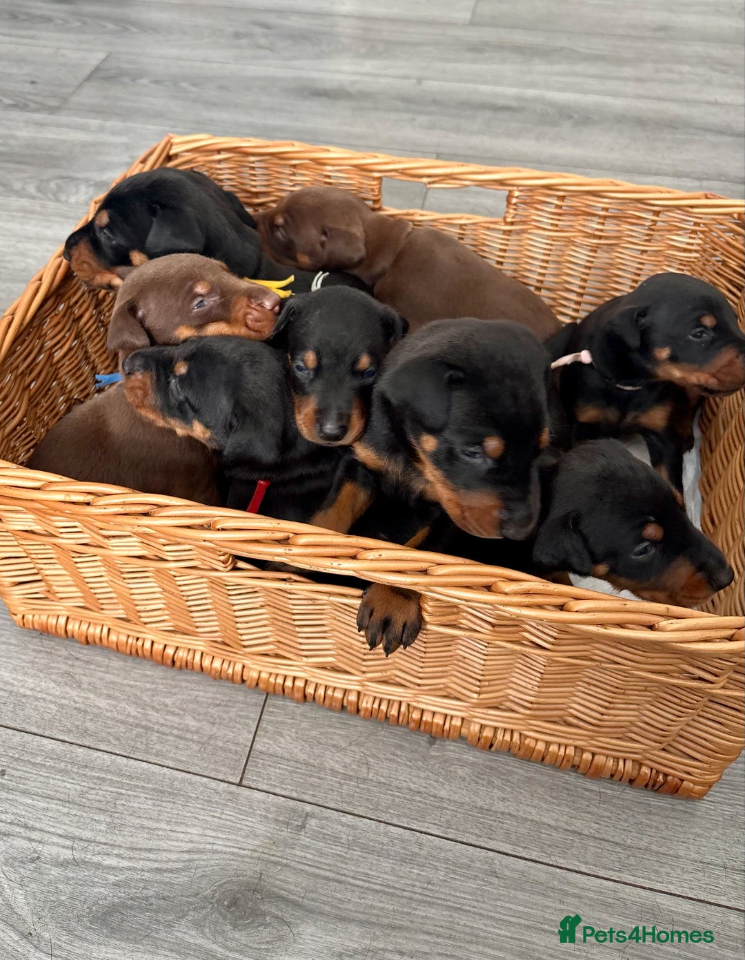 Dobermann dogs for sale: Doberman pups - Image 16