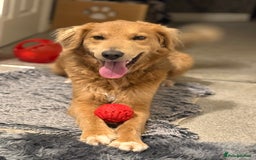 Mixed Breed dogs for adoption: Sweet Nathan Is looking for Love  - Image 36