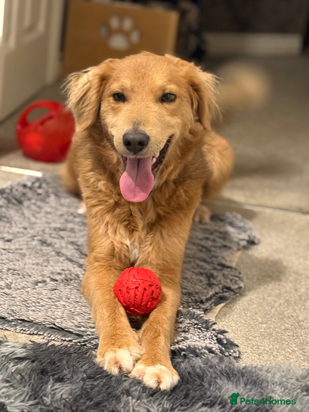 Mixed Breed dogs for adoption: Sweet Nathan Is looking for Love  - Image 36