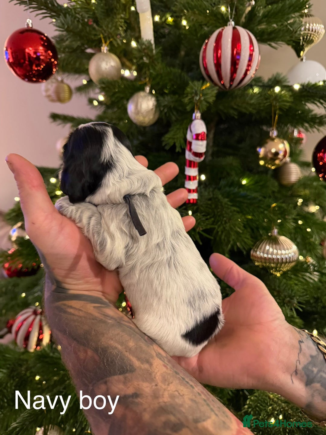 Cocker Spaniel dogs for sale: KC registered show type cocker spaniel  - Advert 18