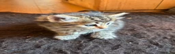 Mixed Breed cats for sale: Sweet tabby kittens (2 boys, 1girl) - Advert 5