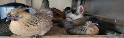 Chickens poultry for sale: Silkie, dutch bantam and blue egg layers - Advert 2