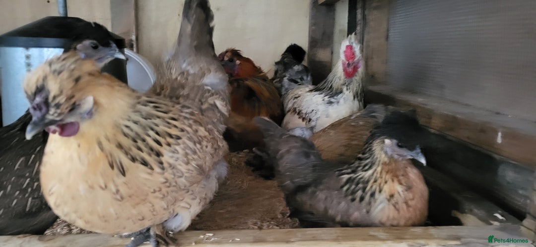 Chickens poultry for sale: Silkie, dutch bantam and blue egg layers - Advert 2