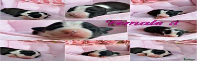 Staffordshire Bull Terrier Puppy 6