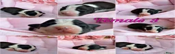 Staffordshire Bull Terrier dogs for sale: Staffordshire Bull Terrier Puppies 🐶❤️🐾 🏡  🐶 - Advert 16