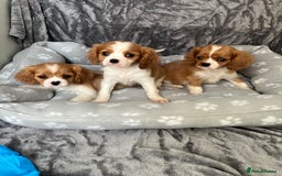 Cavalier King Charles Spaniel dogs for sale: Health tested stunning puppies - Advert 3