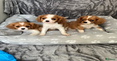 Cavalier King Charles Spaniel dogs Health tested stunning puppies - Advert 5