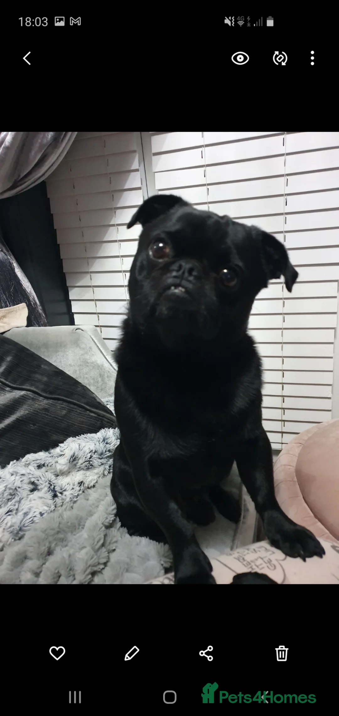 Pug dogs for sale: Pug puppies - Advert 1