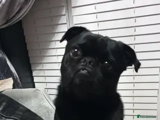 Pug dogs Pug puppies - Advert 1