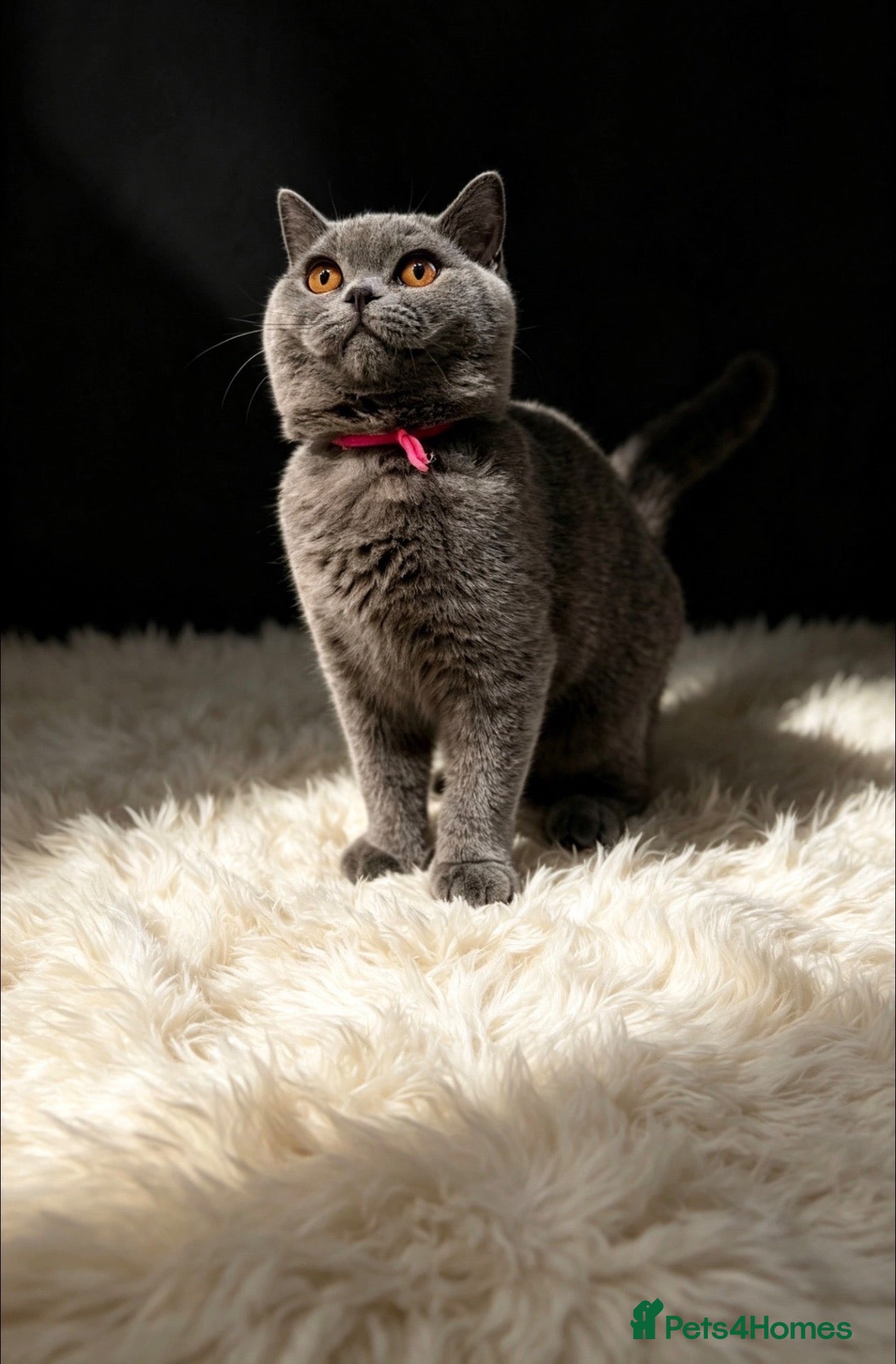 British Shorthair cats READY NOW 💙 Blue British Shorthair Kittens 💙 - Advert 1