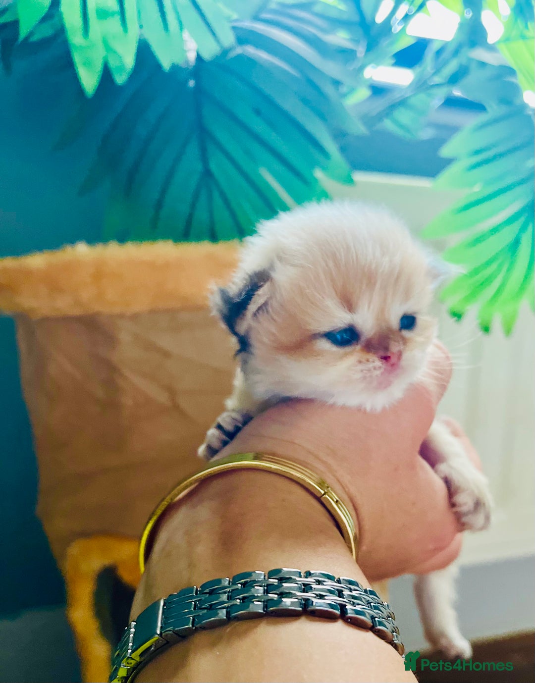 British Longhair cats for sale: 🐾🤩❤️Gold Angels - tiny stars 🐾❤️🐱 - Image 30