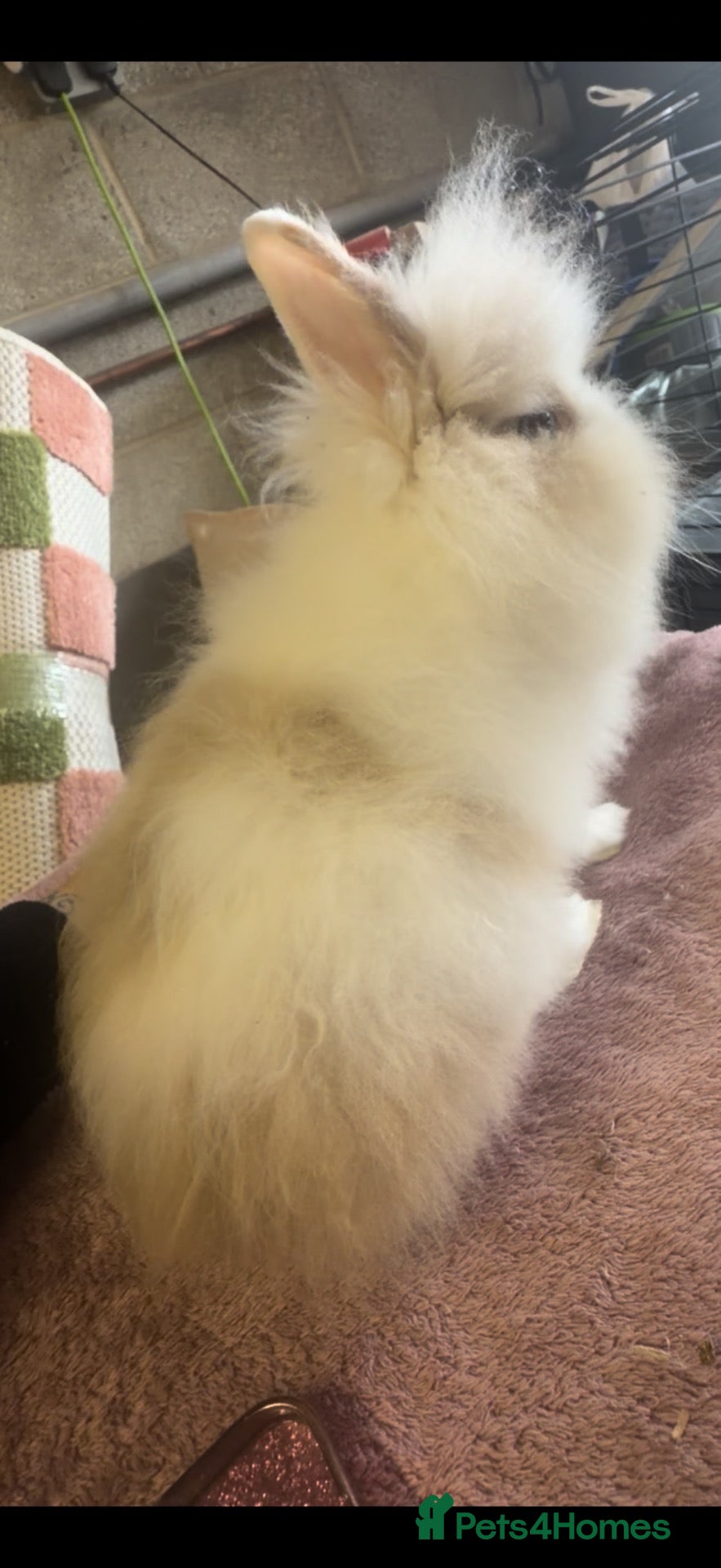 Lionhead rabbits Double mane cream & white Dm Lionhead - Advert 2