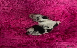 Australian Shepherd dogs for sale: Beautiful Australian Shepherd KC registration🥰 - Image 13