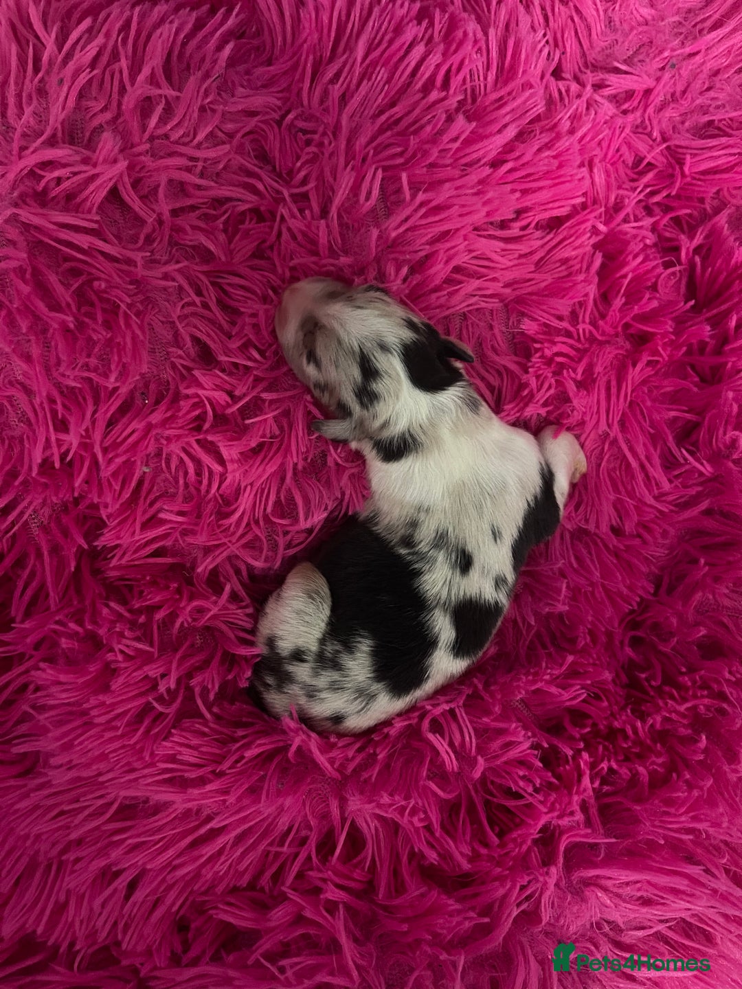 Australian Shepherd dogs for sale: Beautiful Australian Shepherd KC registration🥰 - Image 13