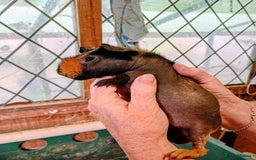 Guinea Pig rodents for sale: Young Skinny Pigs - Image 3