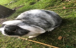 Mini Lop rabbits for sale: Mini lop for new home hutch and equipment included - Image 13