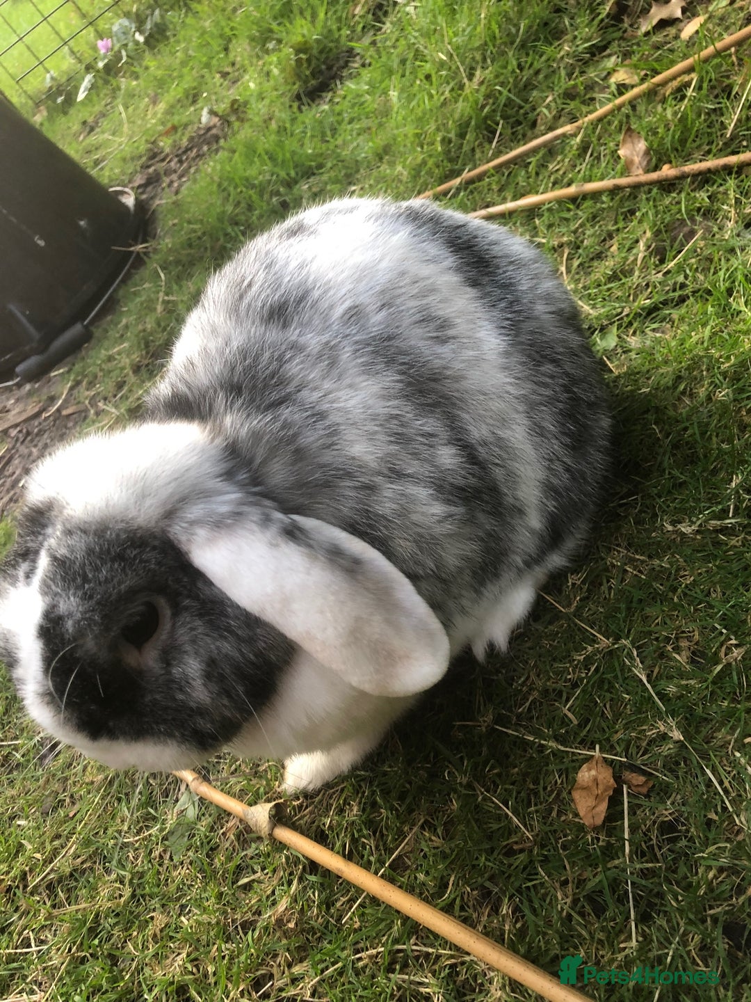 Mini Lop rabbits for sale: Mini lop for new home hutch and equipment included - Image 13