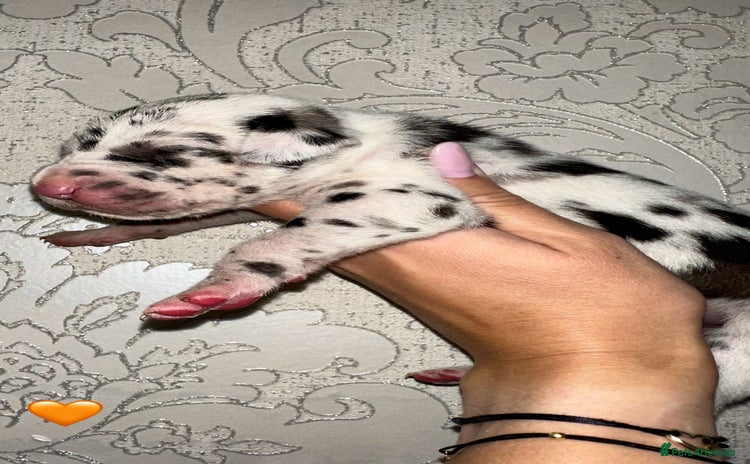 Great Dane dogs - Advert 3